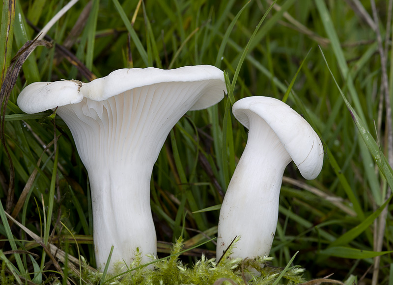 Hygrocybe pratensis var. pallida